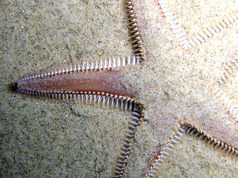 Astropecten bispinosus (Otto, 1823)